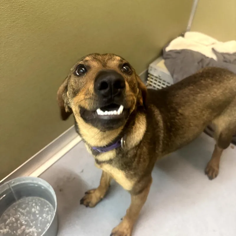 A young small-sized male Brown / Chocolate Mixed Breed dog named Bandit for adoption in Beckley, WV