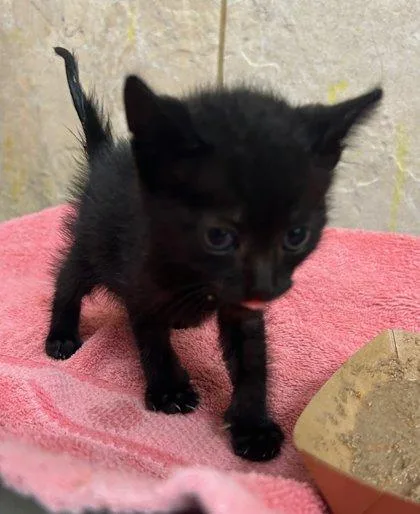 A baby small-sized male Domestic Short Hair cat named Bronx for adoption in Honolulu, HI
