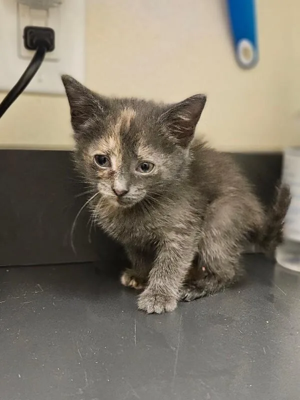 A young medium-sized female Tortoiseshell Domestic Short Hair cat named Stardust for adoption in Disputanta, VA