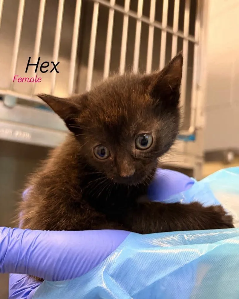 A baby medium-sized female Domestic Short Hair cat named Hex for adoption in Rock Hill, NY