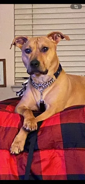 An adult large-sized female Rhodesian Ridgeback dog named Harlequin for adoption in Chandler, AZ