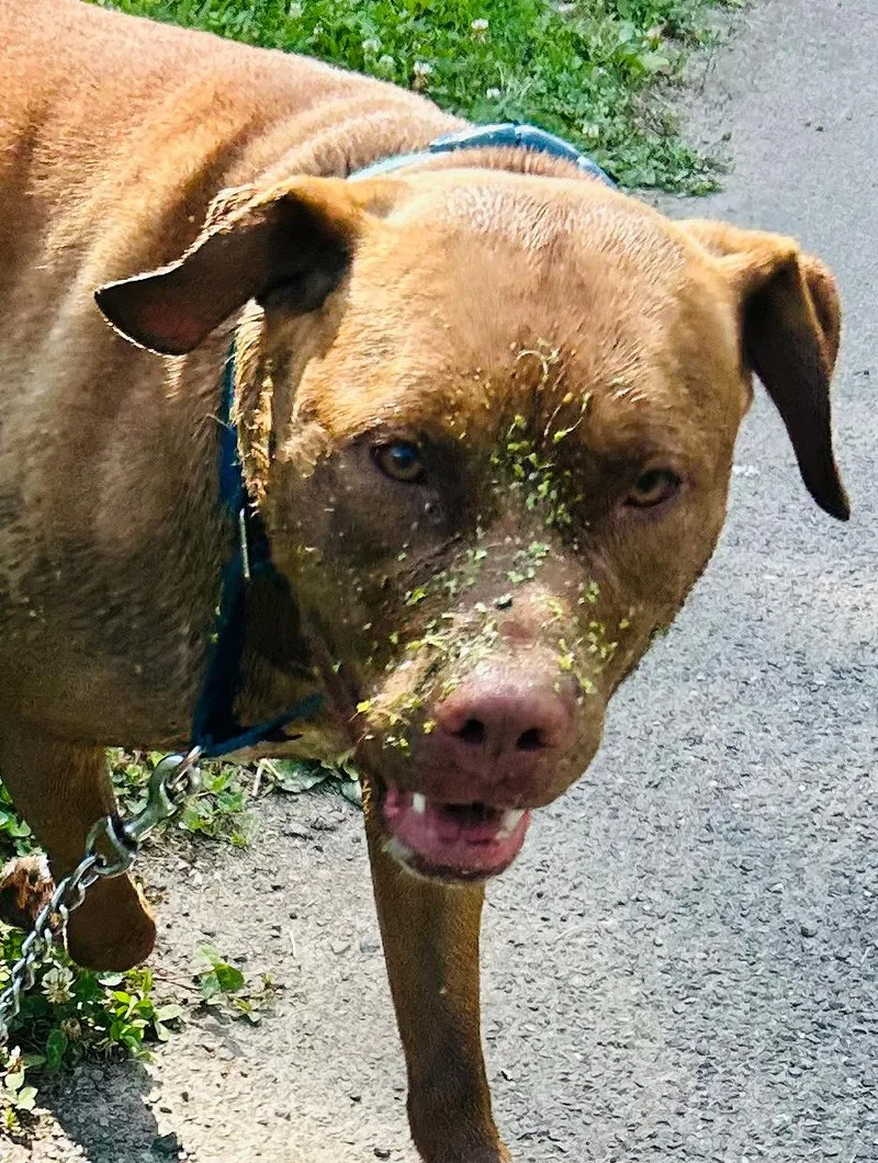 A young large-sized male Chocolate Labrador Retriever dog named Trey for adoption in Accord, NY