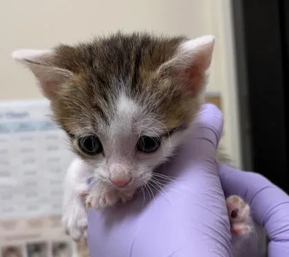 A baby small-sized female Domestic Short Hair cat named Curiosity for adoption in West Chester, PA