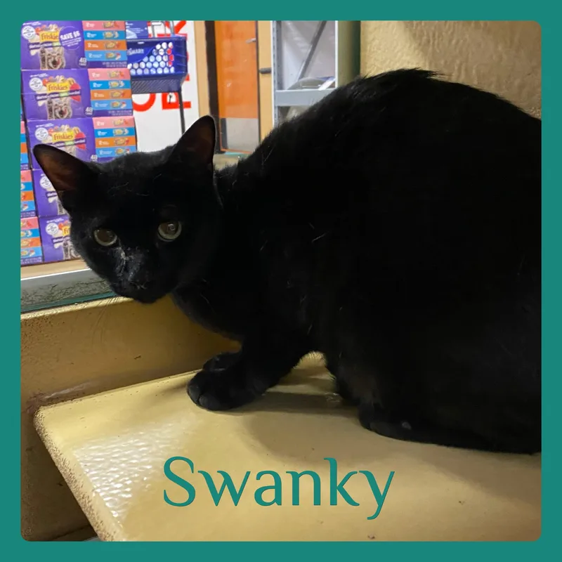 A young medium-sized male Tabby cat named Swanky for adoption in Lawton, OK