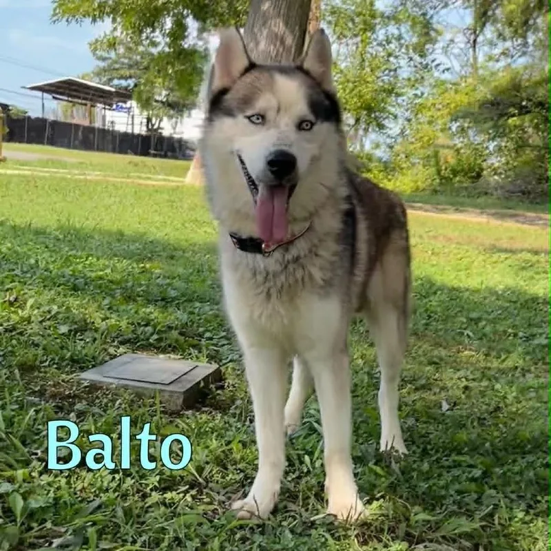 Balto