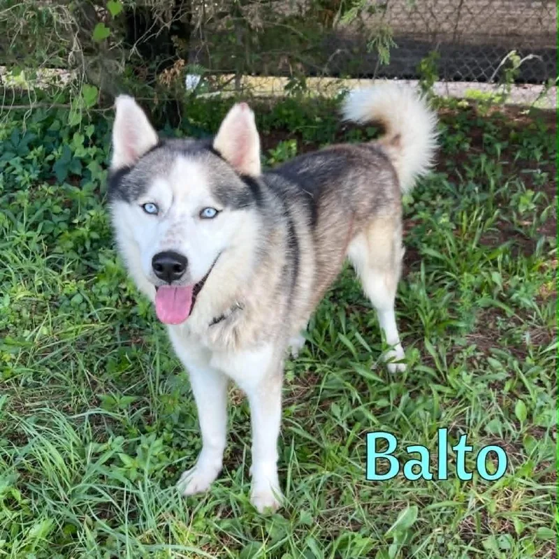 Balto thumbnail 3