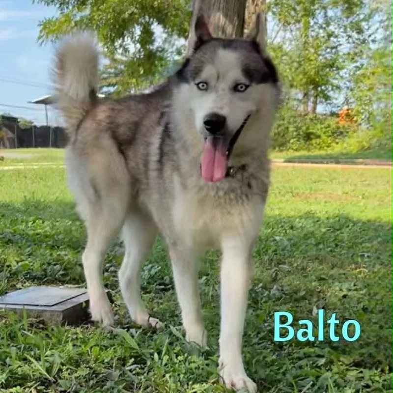 Balto thumbnail 4