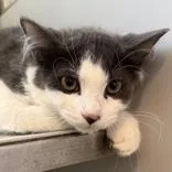 An adult small-sized male Gray & White Domestic Short Hair cat named Squiggy for adoption in Lansing, MI