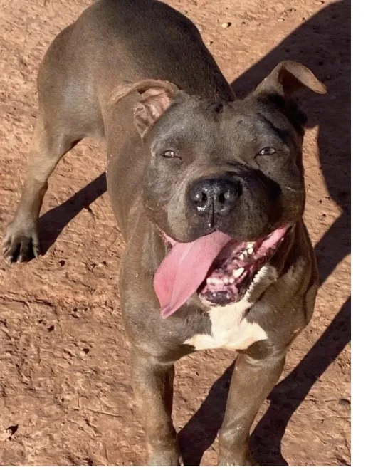 An adult large-sized male Black American Staffordshire Terrier dog named Smiley for adoption in Yukon, OK