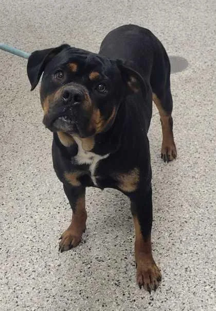 An adult large-sized male Black Pit Bull Terrier dog named Templeton for adoption in Kansas City, MO