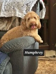 An adult small-sized male Petit Basset Griffon Vendeen dog named Humphrey for adoption in Buffalo, MO