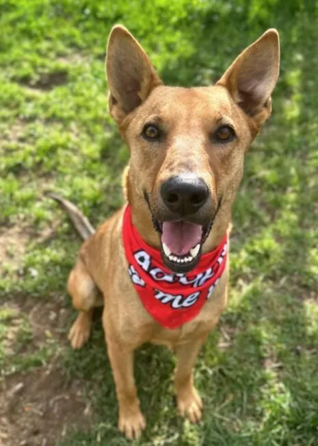 An adult large-sized male Yellow / Tan / Blond / Fawn German Shepherd Dog dog named Rocky for adoption in North Bend, WA