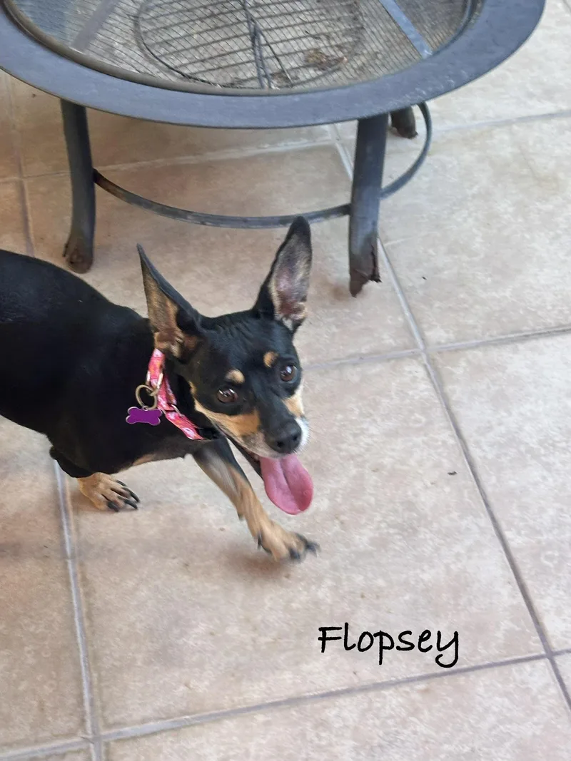 An adult small-sized male Terrier dog named Flopsey for adoption in Las Vegas, NV
