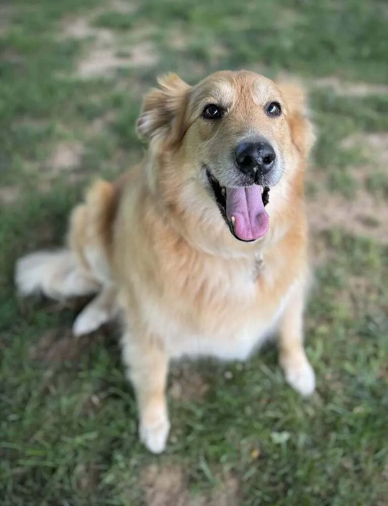 An adult large-sized female Yellow / Tan / Blond / Fawn Collie dog named Beth Mae Idalia for adoption in Milton, DE