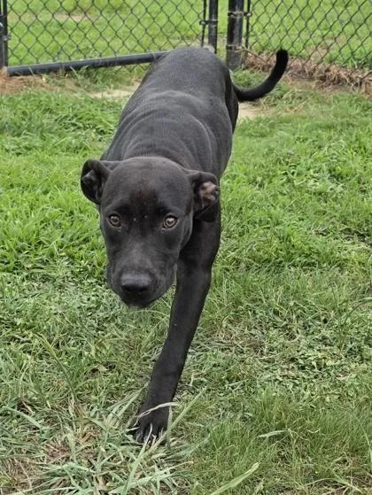 A baby small-sized female Labrador Retriever dog named Highlighter for adoption in Conway, SC