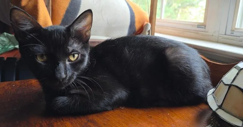 A baby small-sized male Black Domestic Short Hair cat named Artie for adoption in Chattanooga, TN