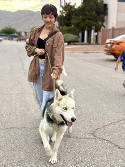 An adult large-sized male Siberian Husky dog named Hayes for adoption in El Paso, TX