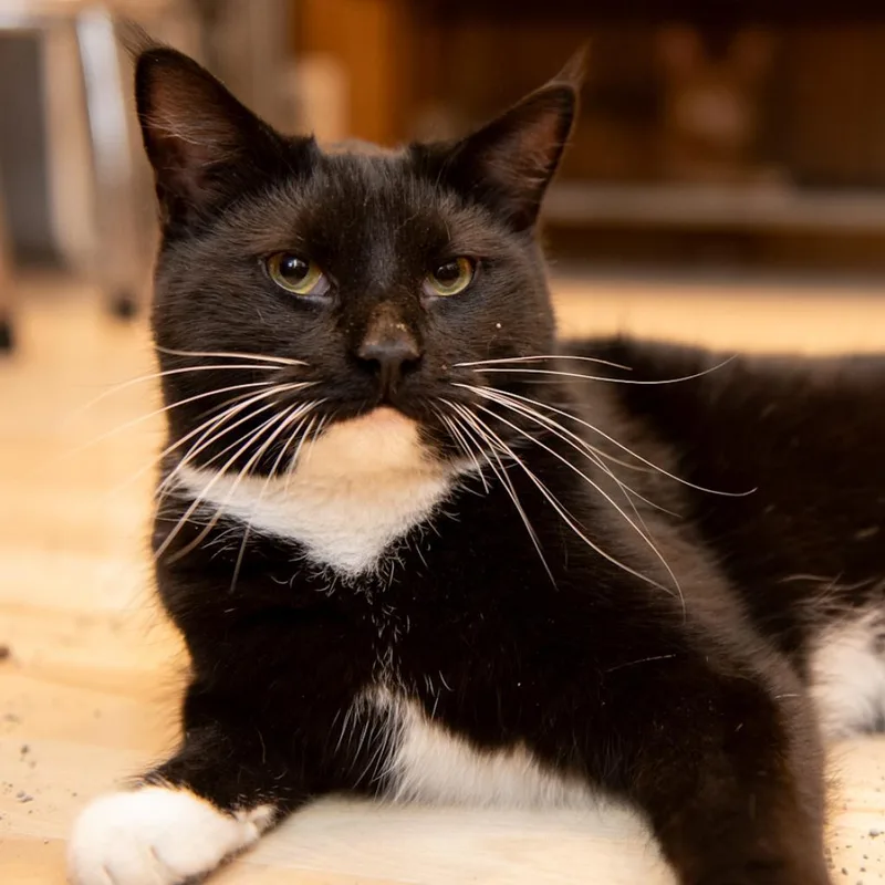 Blake Shelton thumbnail 2