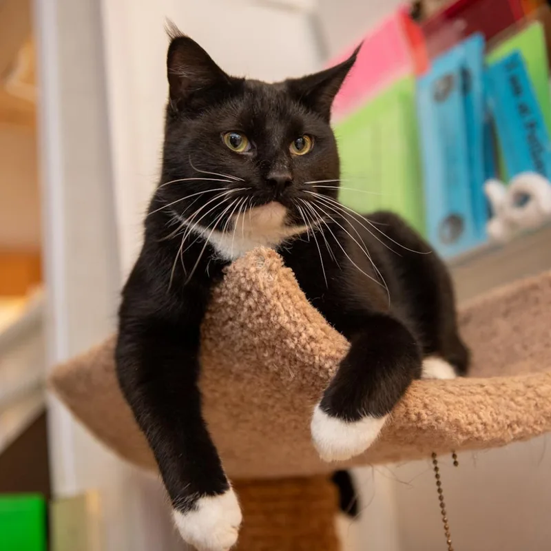 Blake Shelton thumbnail 4