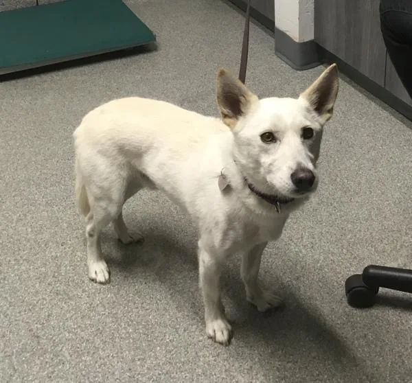 A senior medium-sized male Jindo dog named Lucky for adoption in San Diego, CA