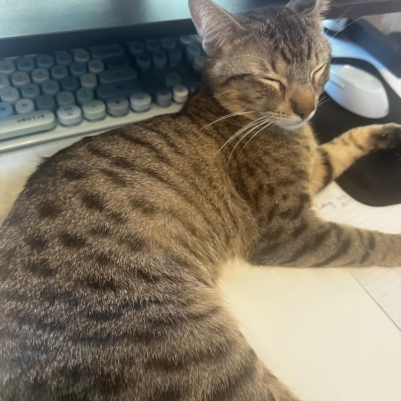 A young medium-sized male Domestic Short Hair cat named Broomstick for adoption in Denver, CO