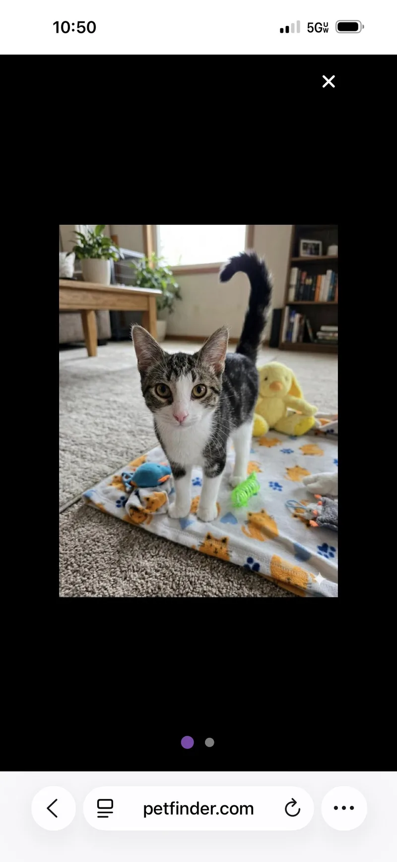 A baby medium-sized male Domestic Short Hair cat named Spare Tire for adoption in Saginaw, MI