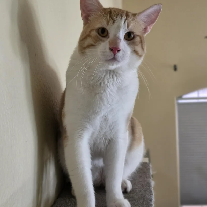 A young medium-sized male Domestic Short Hair cat named George for adoption in Tempe, AZ