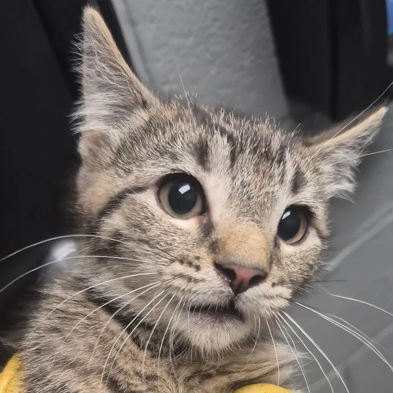 A baby small-sized female Gray / Blue / Silver Domestic Short Hair cat named Darlene for adoption in Allentown, PA