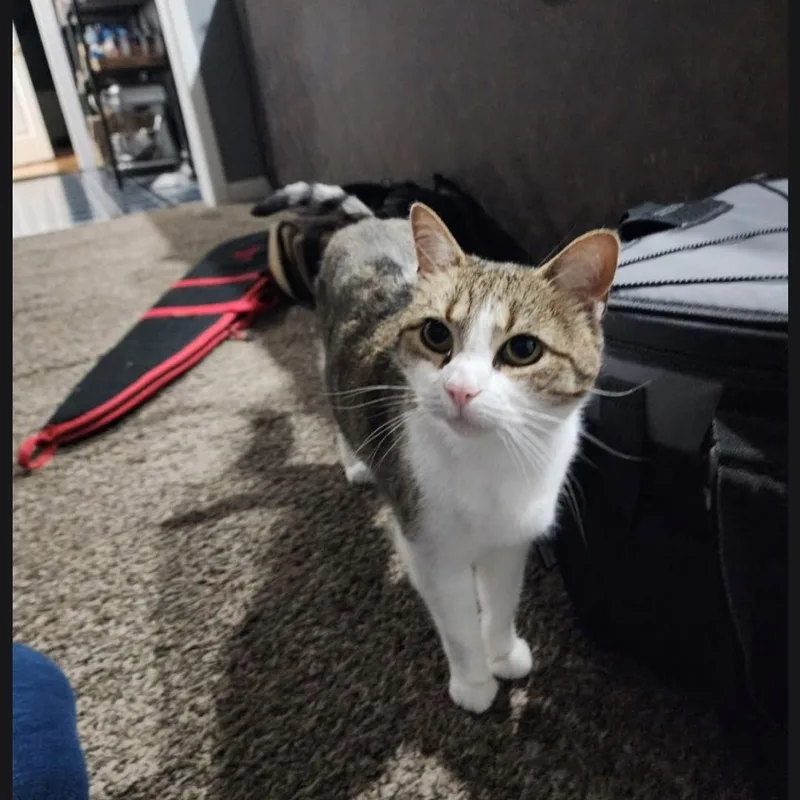 An adult medium-sized female Domestic Short Hair cat named Daisy for adoption in Maryville, TN