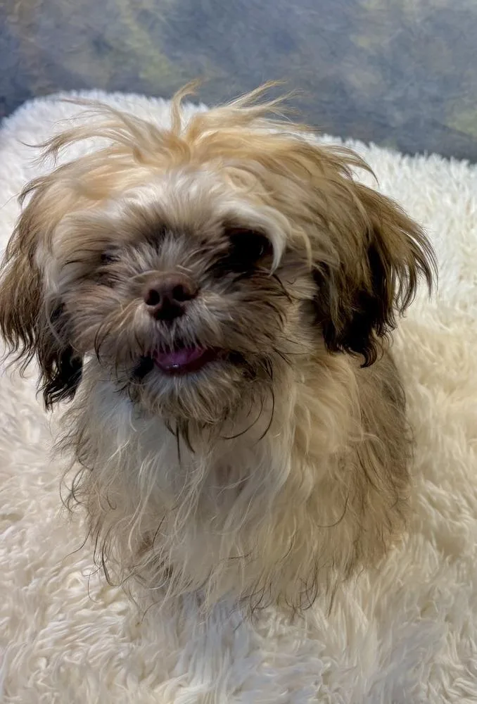 A baby small-sized female Tricolor (Brown, Black, & White) Shih Tzu dog named Shiitake for adoption in Richmond, TX