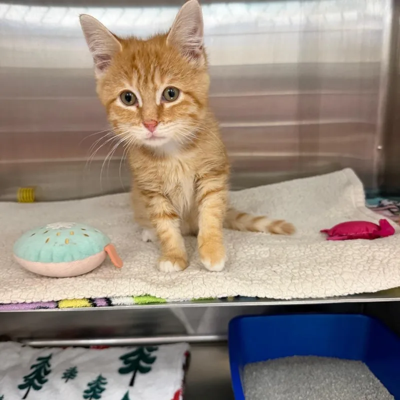 A baby small-sized male Orange / Red Domestic Short Hair cat named Miso for adoption in Hamburg, NY