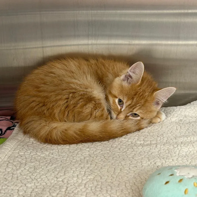 Miso thumbnail 2