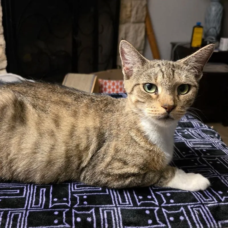 An adult large-sized female Gray / Blue / Silver Domestic Short Hair cat named Delilah for adoption in San Antonio, TX