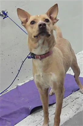 A young medium-sized female Carolina Dog dog named Daisy for adoption in Houston, TX