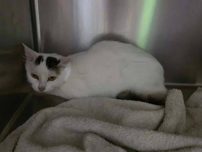 An adult medium-sized female White Domestic Medium Hair cat named Sally for adoption in Rockwall, TX