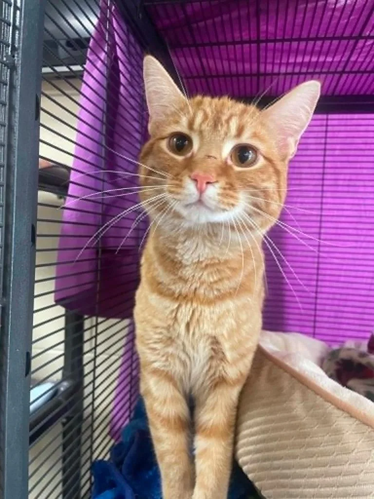 A young medium-sized male Domestic Short Hair cat named Yuzu for adoption in Hamilton, OH