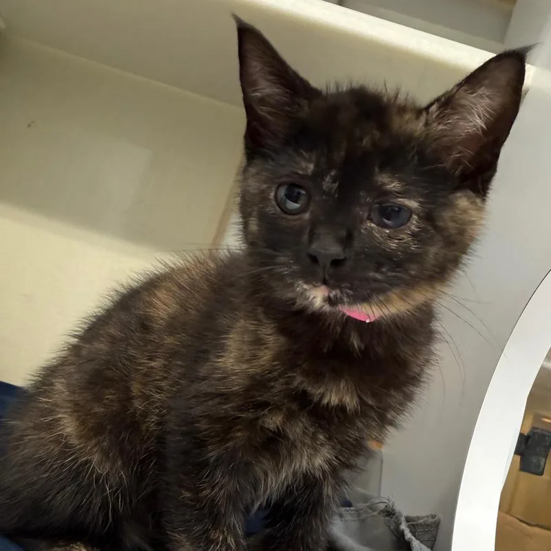 A baby small-sized female Calico Domestic Short Hair cat named Pumpkin for adoption in Chattanooga, TN