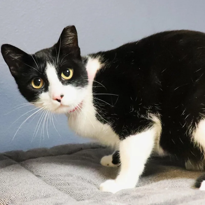 A young medium-sized female Black Domestic Short Hair cat named Little Girl for adoption in Lakeland, FL