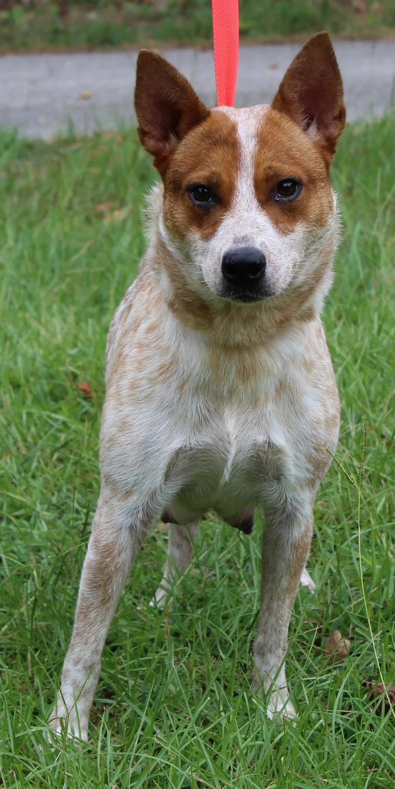 Nova