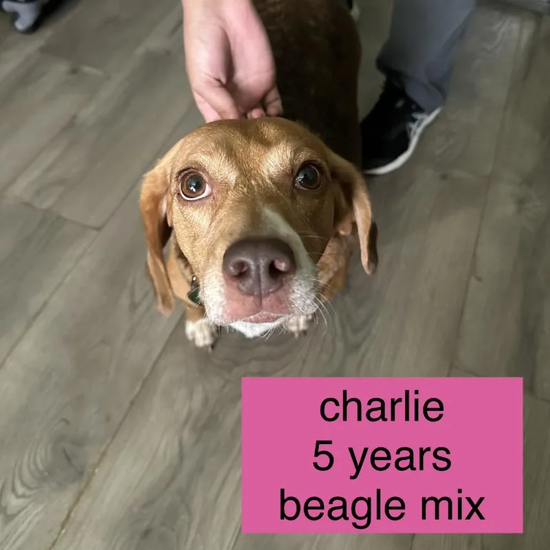 An adult medium-sized female Brown / Chocolate Beagle dog named Charlie for adoption in Tampa, FL