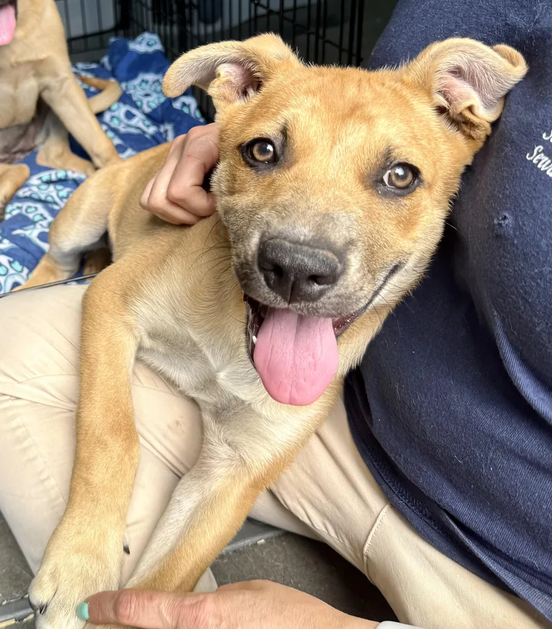 A baby large-sized male Yellow / Tan / Blond / Fawn Shepherd dog named River Bubbly for adoption in Andover, MA