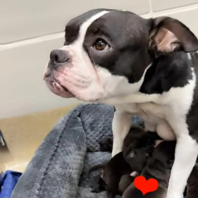 An adult medium-sized female Black Boston Terrier dog named Aunt Jet Magic for adoption in Allen, TX