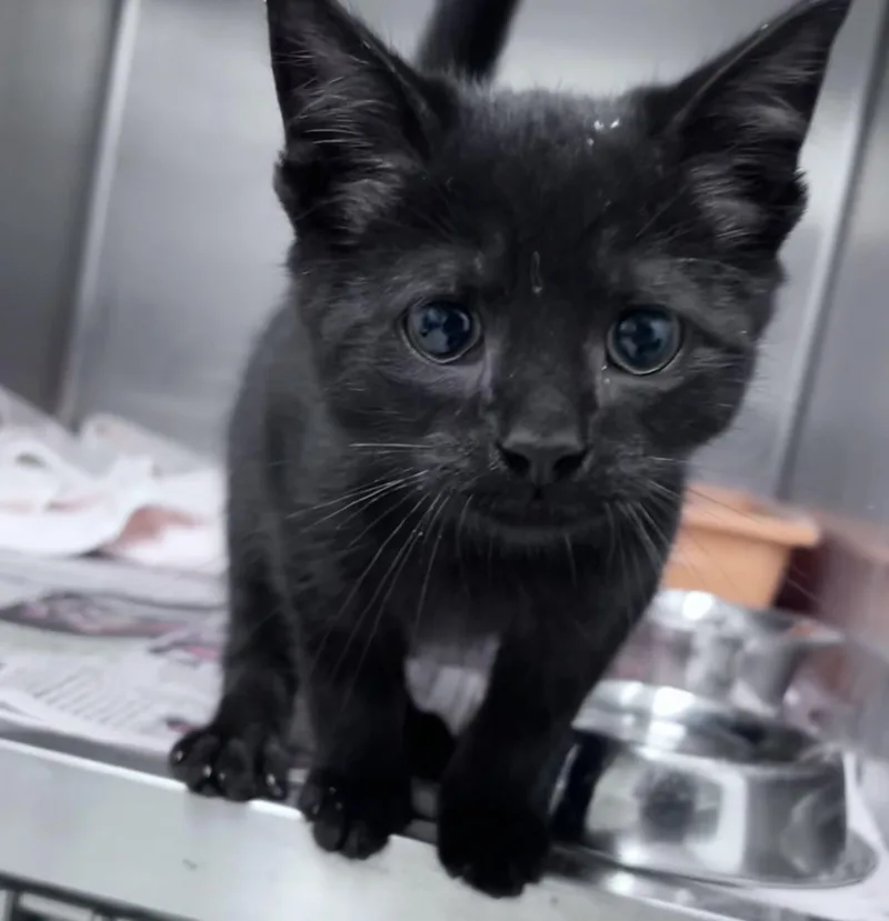 A baby medium-sized male Black Domestic Short Hair cat named Diego for adoption in Youngstown, OH