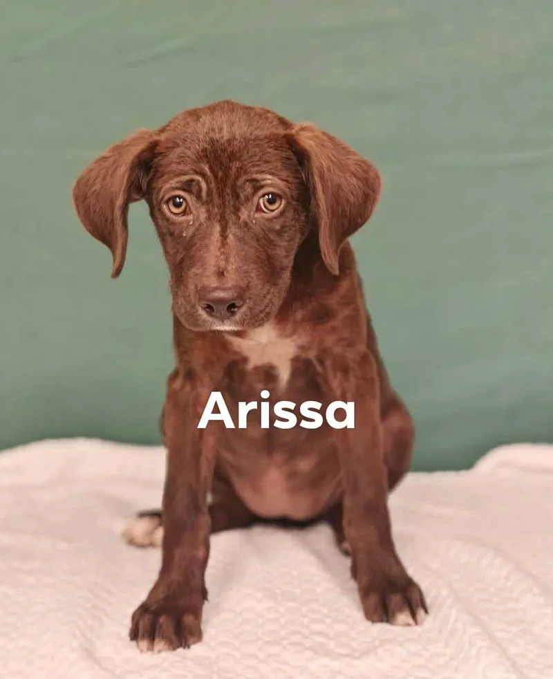 Arissa