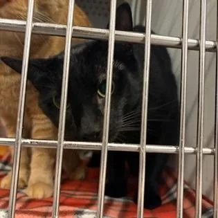 An adult large-sized male Black Domestic Short Hair cat named Iceman for adoption in Ashtabula, OH