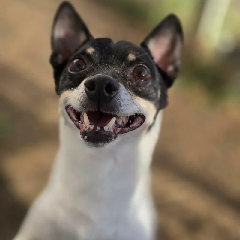 An adult small-sized male Chihuahua dog named Remington for adoption in Justin, TX