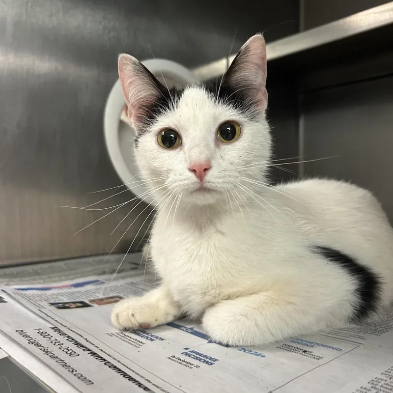 A young medium-sized female White Domestic Short Hair cat named Twinkles for adoption in Charleston, WV