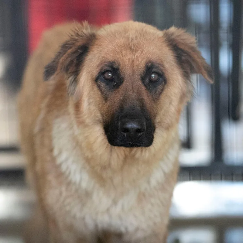 An adult medium-sized female Yellow / Tan / Blond / Fawn German Shepherd Dog dog named Sasha for adoption in Peyton, CO