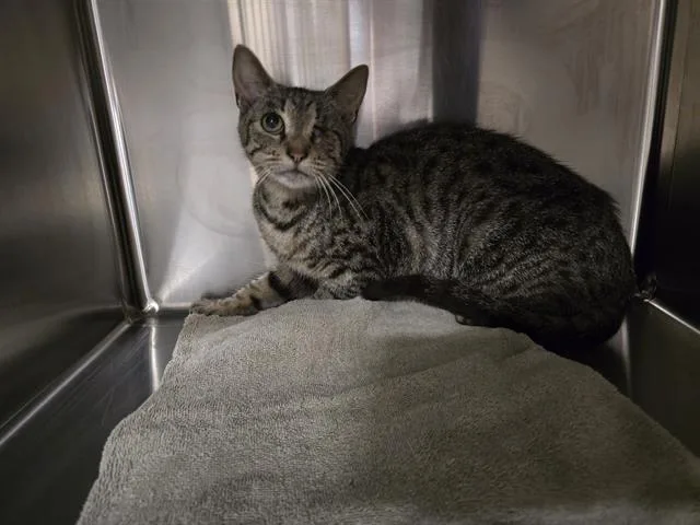 A young small-sized female Domestic Short Hair cat named Paprika for adoption in Aliquippa, PA