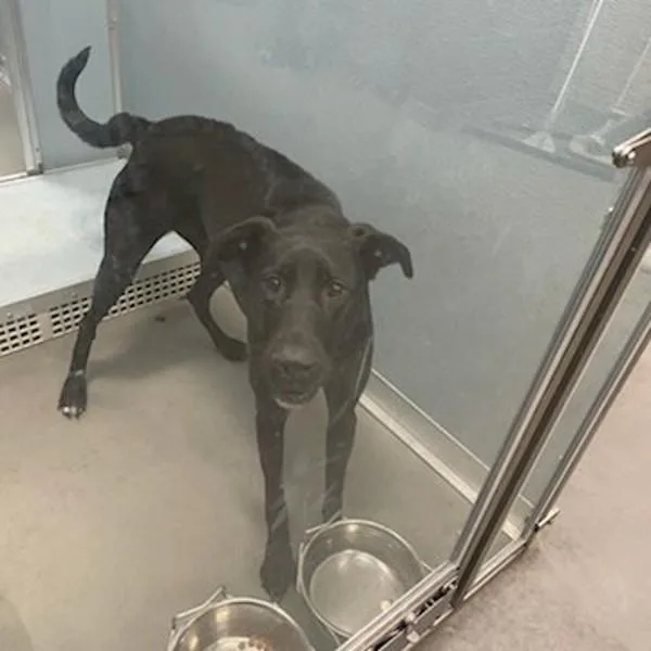 A young large-sized female Doberman Pinscher dog named Nova for adoption in Des Moines, IA